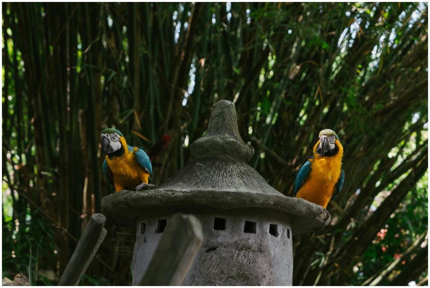 Two colorful macaws resting on a stone structure s