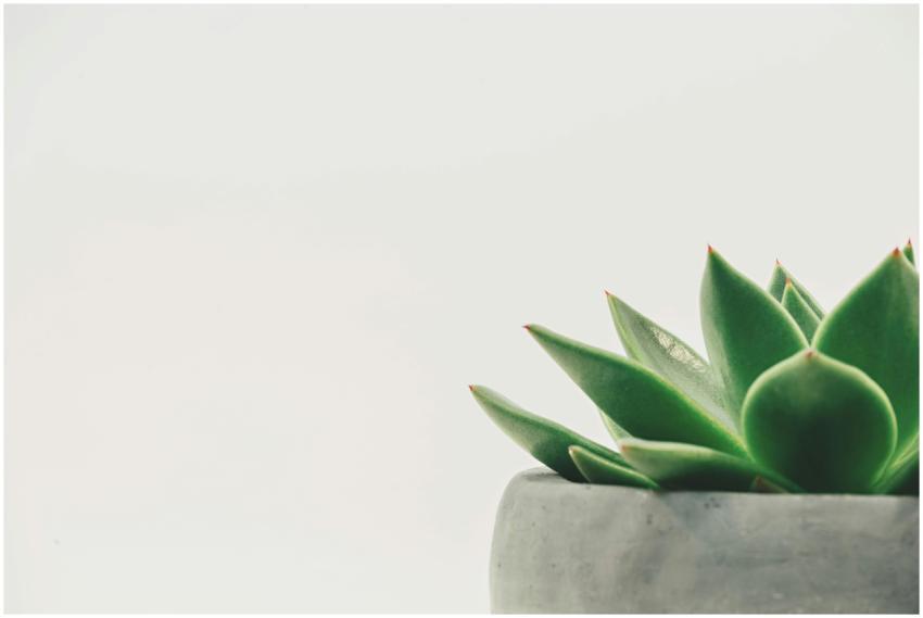 Close-up of a green succulent plant in a pot again