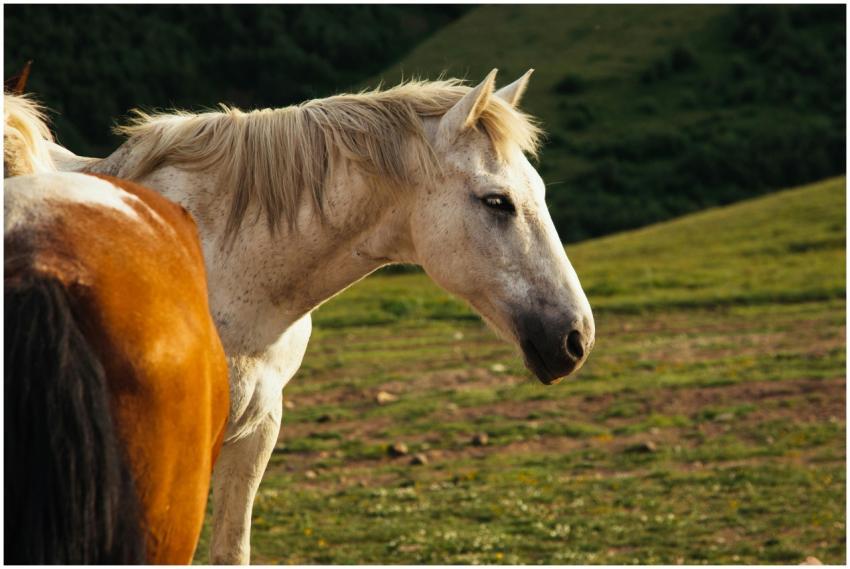 Two horses peacefully grazing in a lush green past