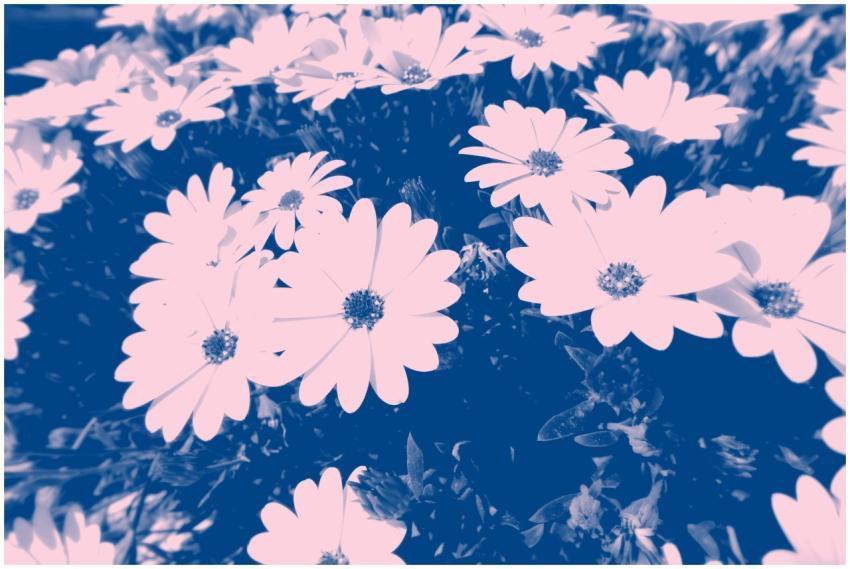 A striking artistic image of flowers with a bold b