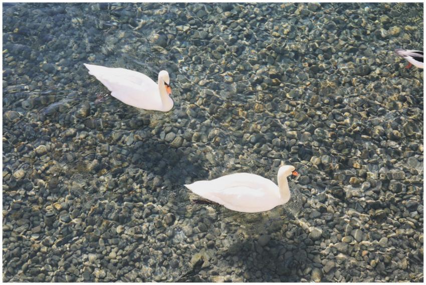 A peaceful scene of swans gracefully swimming on a