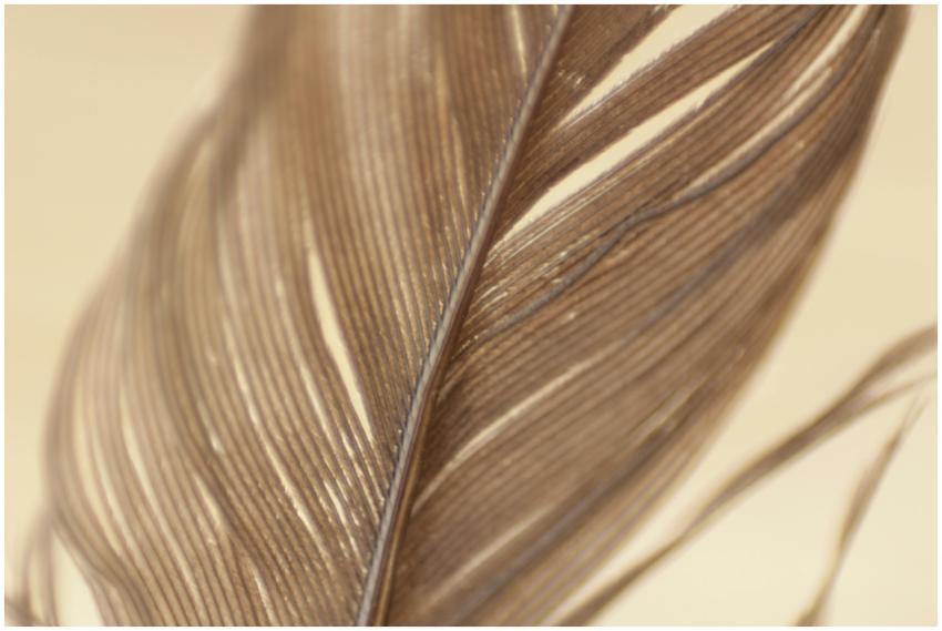 A detailed macro shot of a brown feather highlight