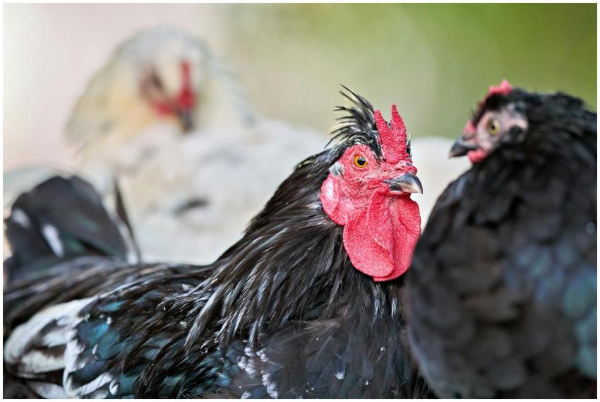 Detailed close-up of vibrant black roosters showca