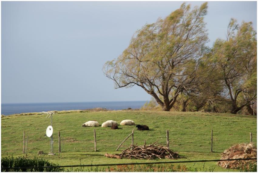 Grazing sheep on a lush hillside with ocean view a