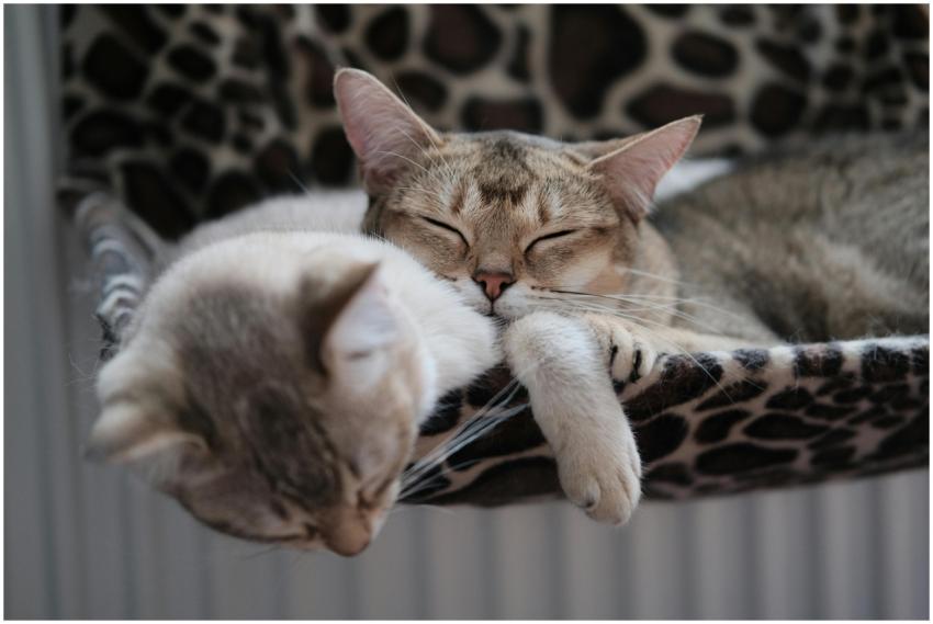 Two domestic tabby cats resting peacefully on a pa
