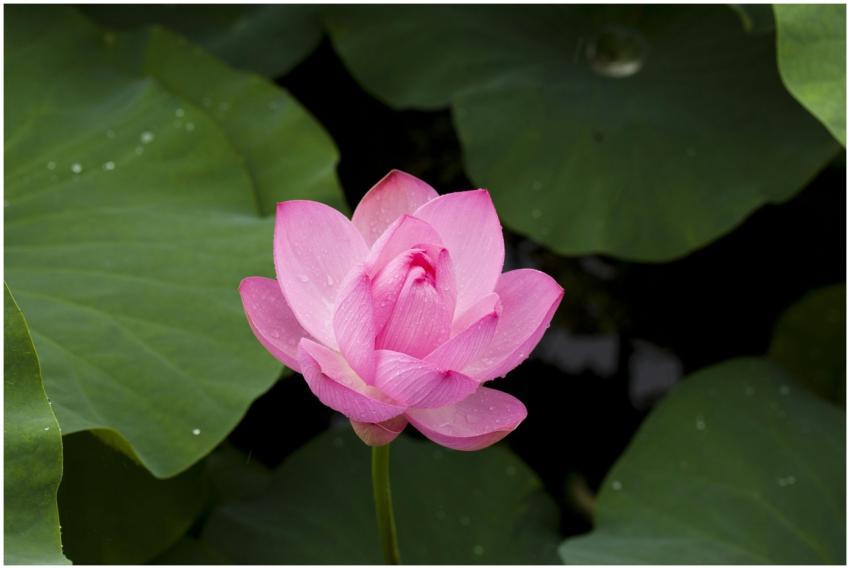 A serene pink lotus blooming amidst lush green lea
