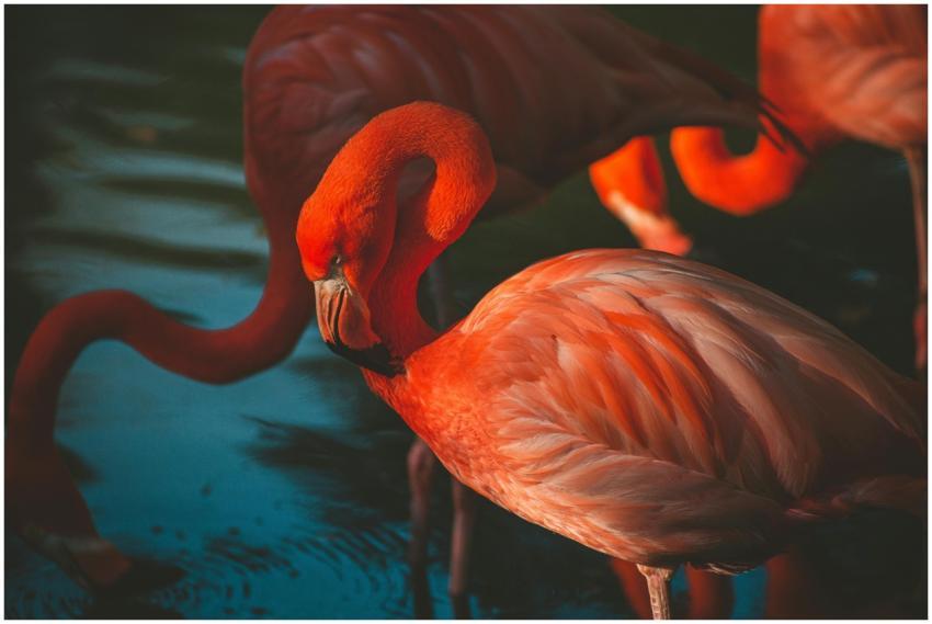 A vivid image of pink flamingos showcasing their p