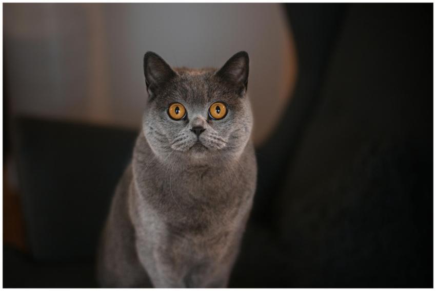 Close-up of a British Shorthair cat with striking
