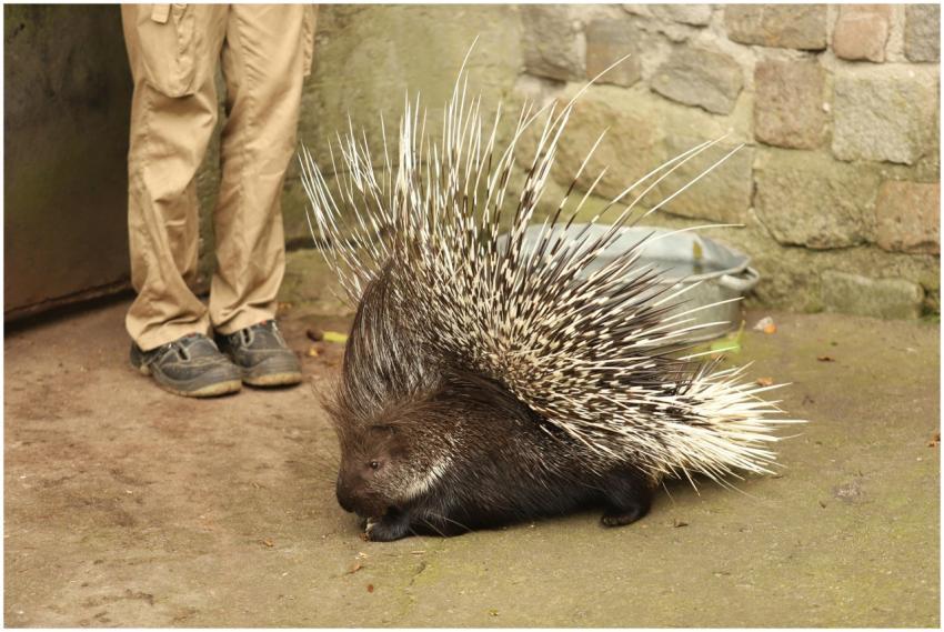 A close-up image of a porcupine with long quills a