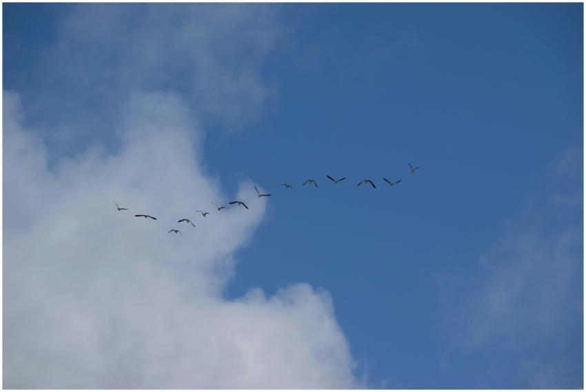 A serene view of birds flying in formation against