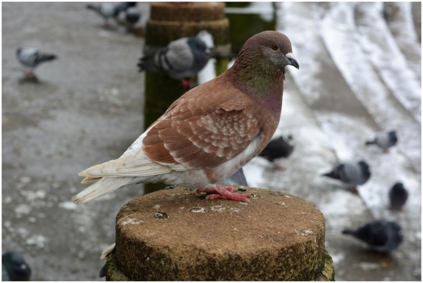 Close Up Pigeon Derby