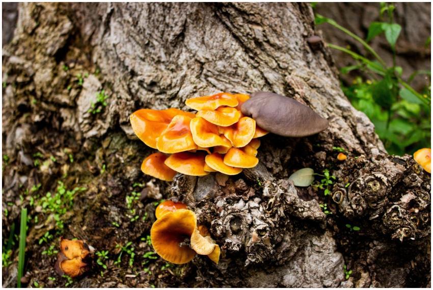 Vibrant Cluster Mushrooms Tree
