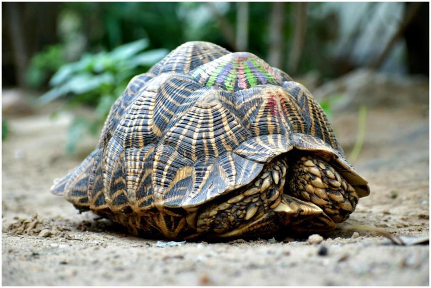 A detailed close-up of an Indian Star Tortoise (Ge