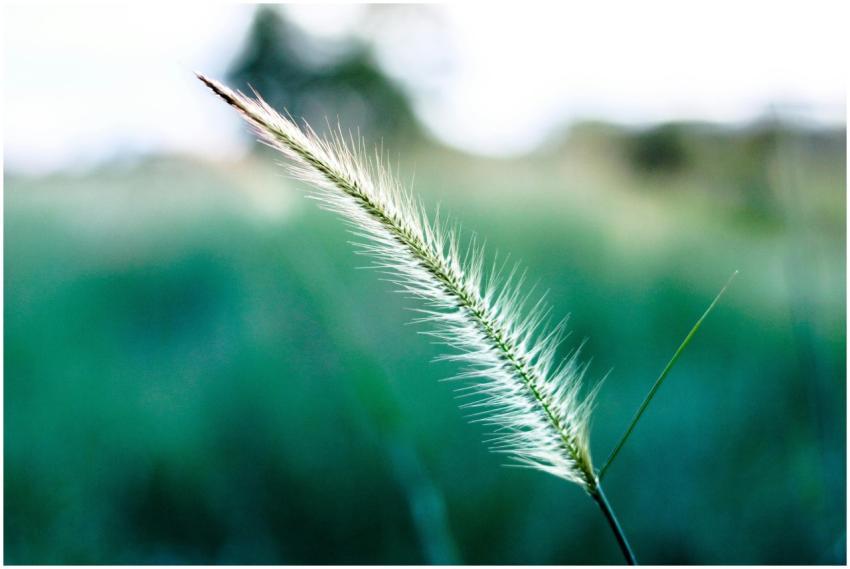 Close-up shot of a single green grass blade with a