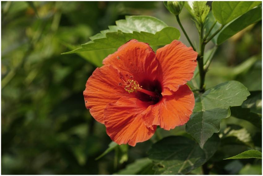 Close-up of a red Chinese hibiscus flower surround