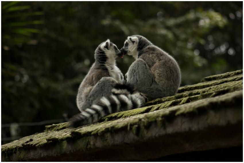 Cute ring-tailed lemurs sharing a moment on a moss