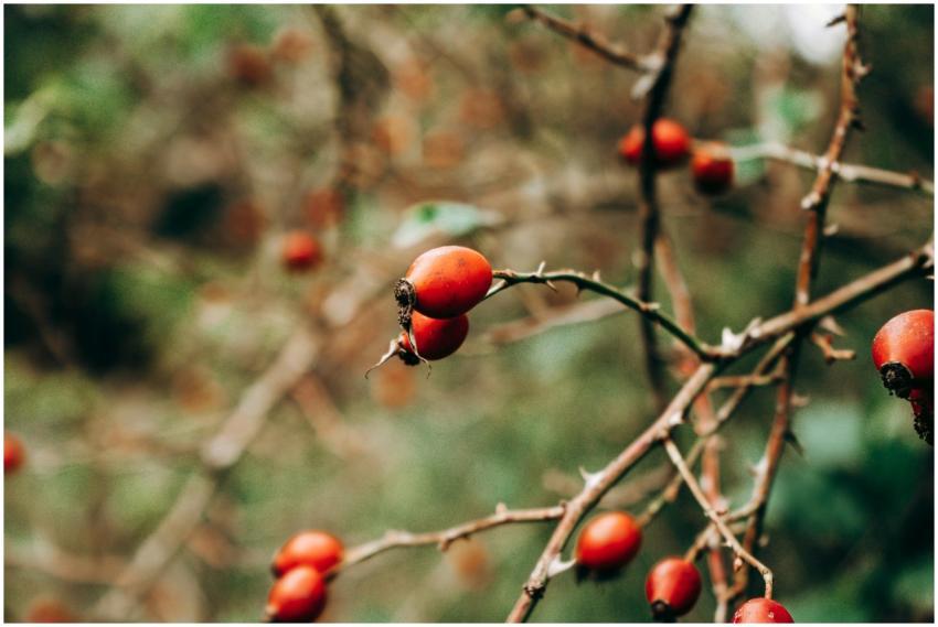A vibrant close-up of red barberries on thorny bra
