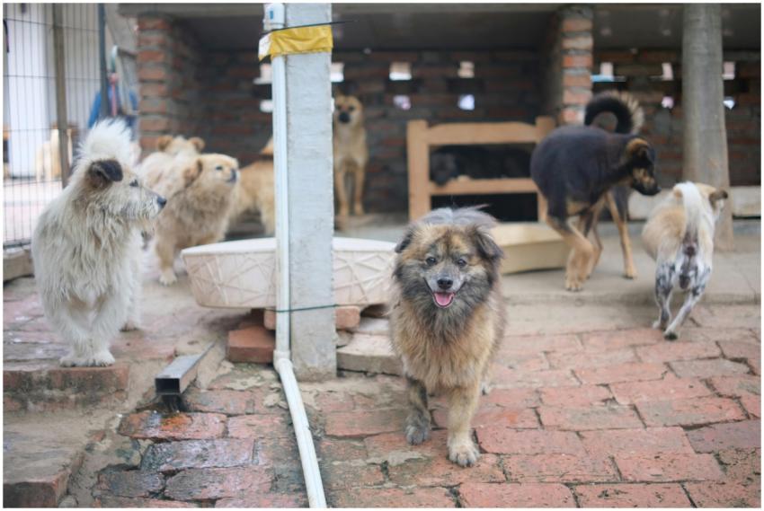 A group of dogs at an animal shelter on a brick pa