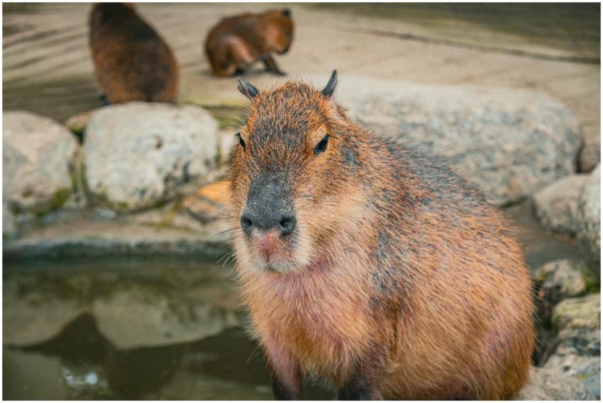 A serene capybara by a pond in a natural setting w