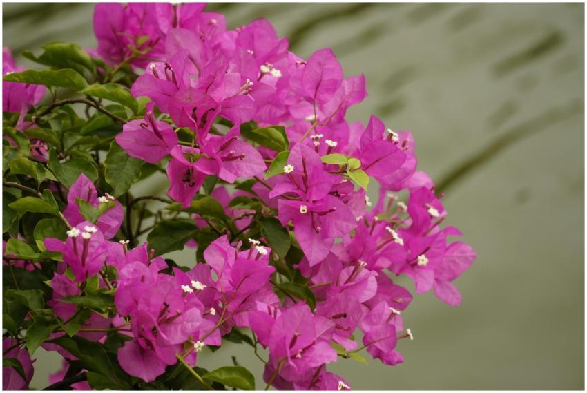 Vibrant pink bougainvillea blooms captured in clos