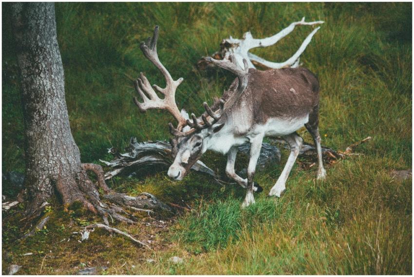 A majestic reindeer with antlers in a lush forest