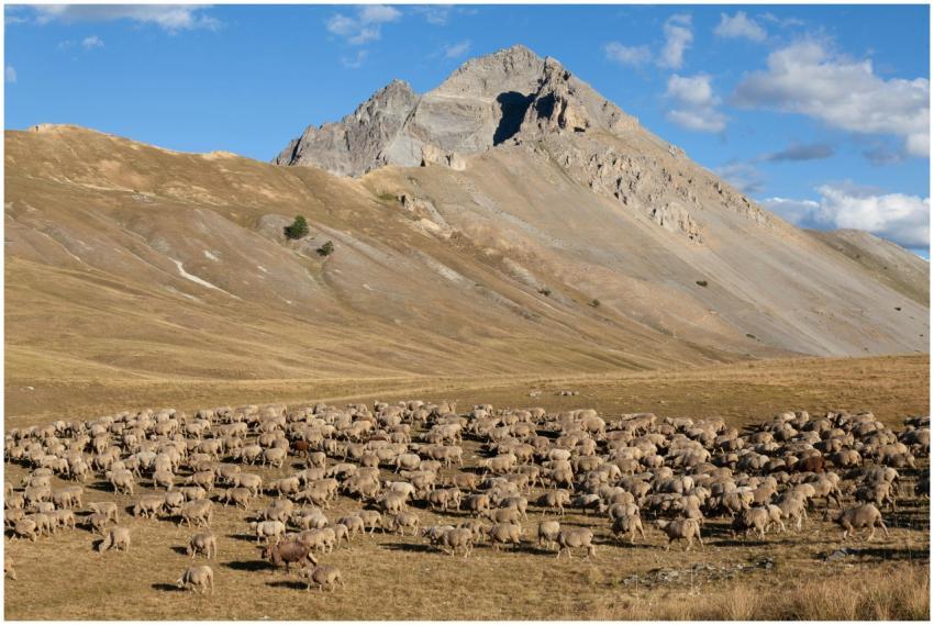 A vast herd of sheep grazing in the picturesque Al