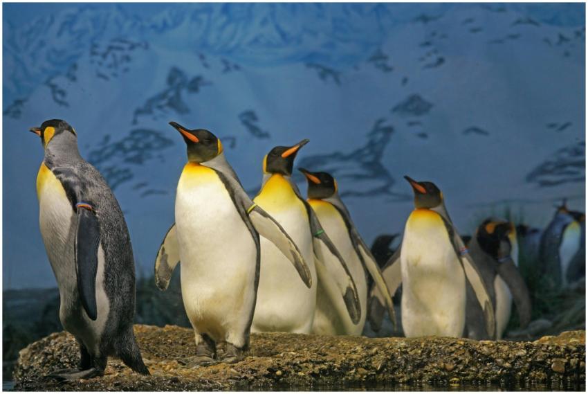 King penguins standing together, showcasing their