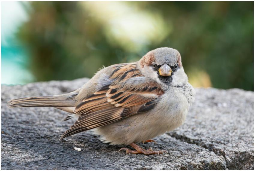 Close Up House Sparrow
