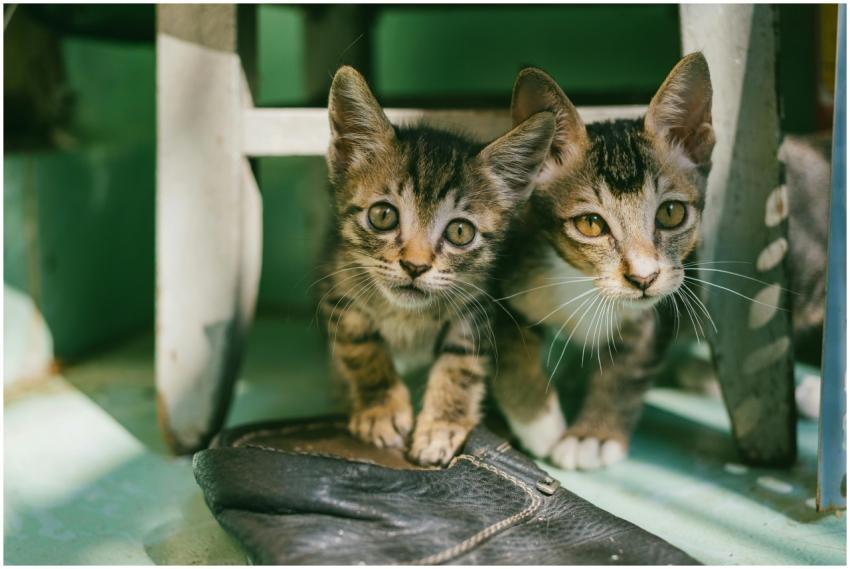 Two adorable tabby kittens curiously look out from