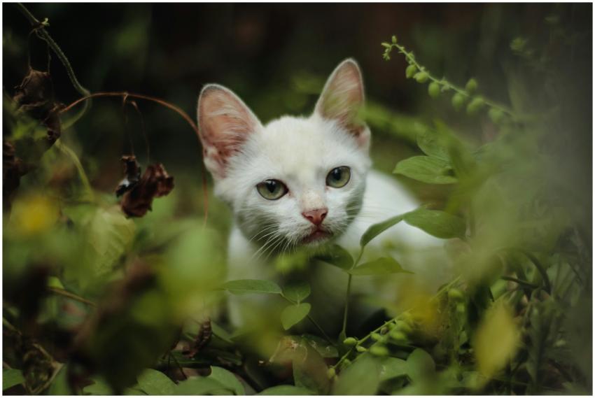 A cute white cat with green eyes peeks through the