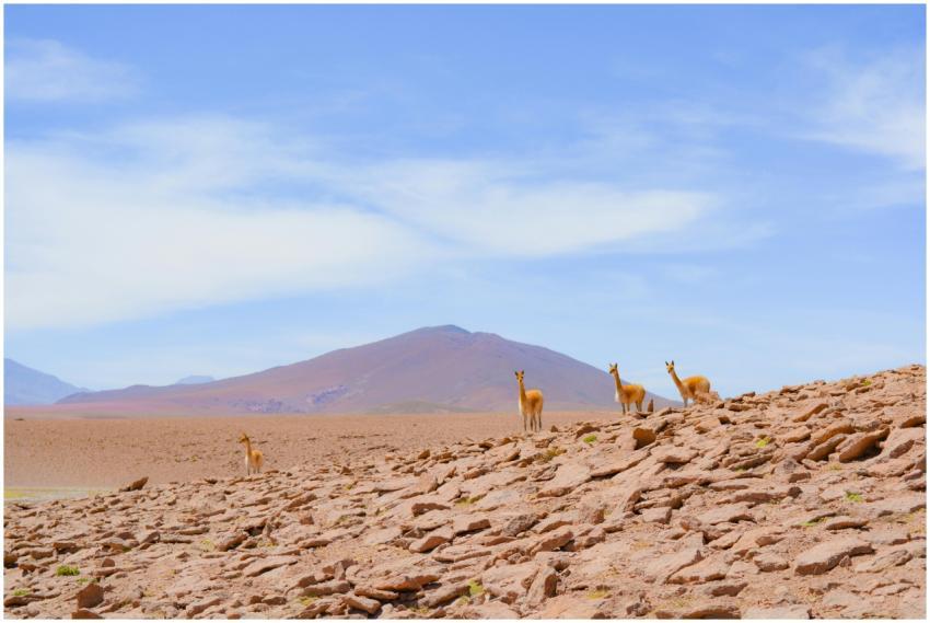 Group of wild vicuñas standing on rocky terrain un