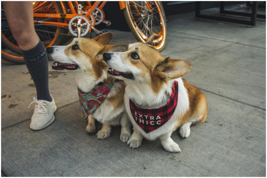 Two corgis wearing cute bandanas sitting on a side