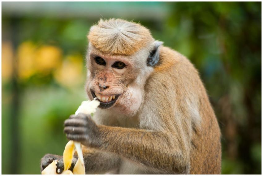 Toque macaque munching on a banana outdoors in Ell