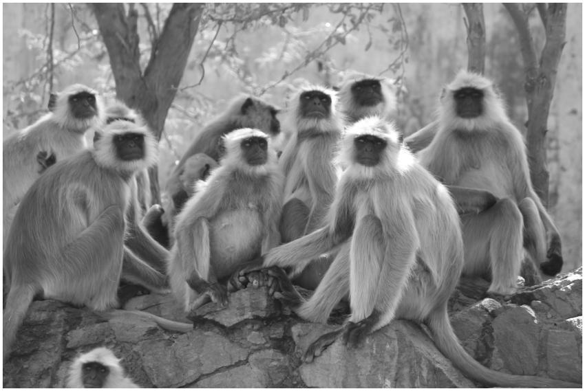 A black and white image capturing a group of gray