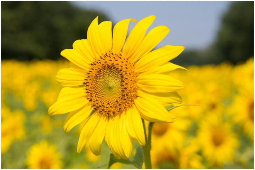 Vibrant yellow sunflower in a lush field, symboliz