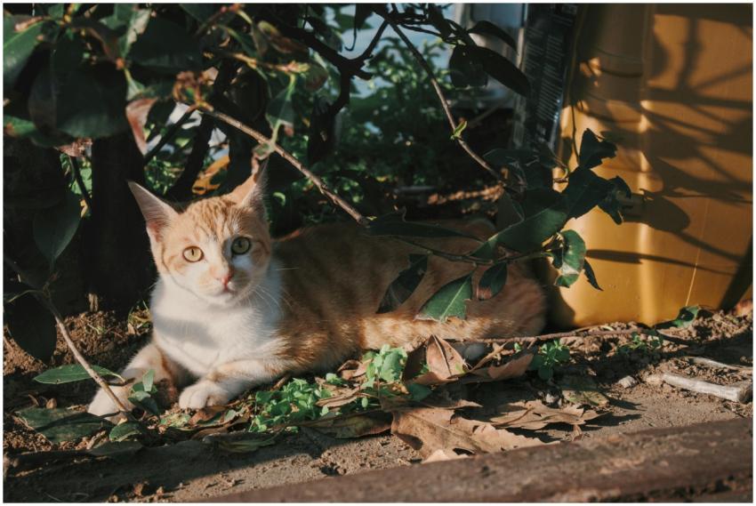 Relaxed Cat Under Shade
