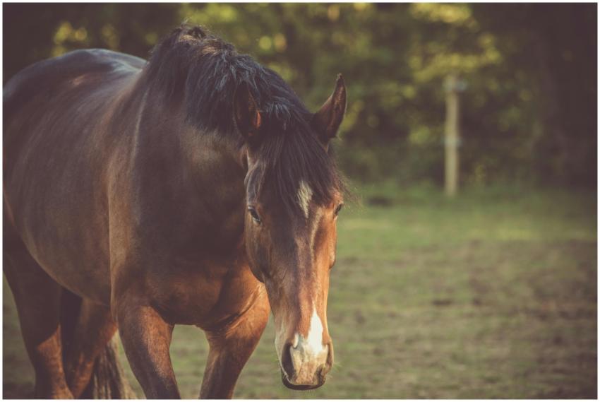 A beautiful horse grazes calmly in a sunlit field,
