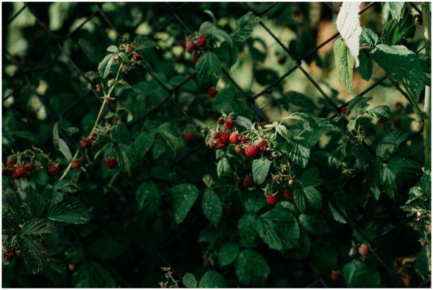 Vibrant red raspberries growing on a plant with ri