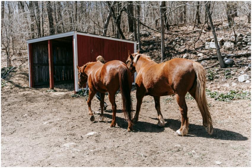 Two brown horses walking towards a red shed in a w
