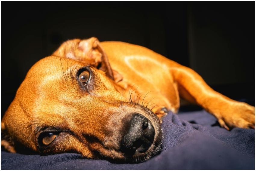 A brown dog lying on a blanket, bathed in warm sun