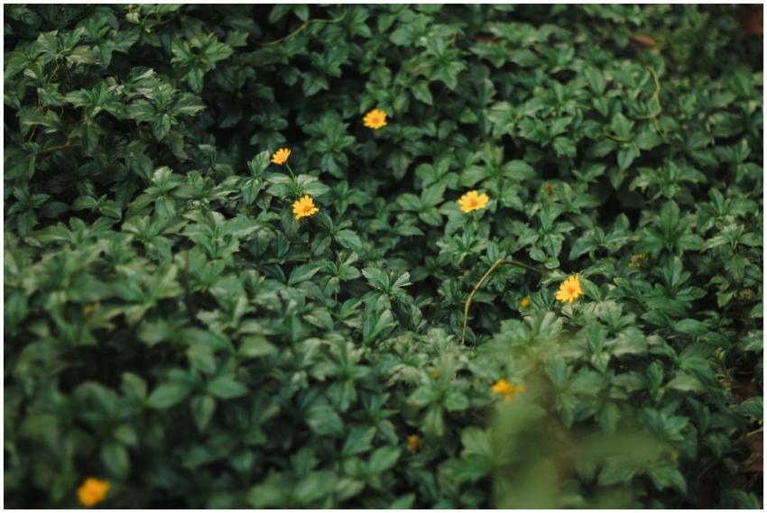 Free stock photo of bangladesh, dhaka, hatirjheel