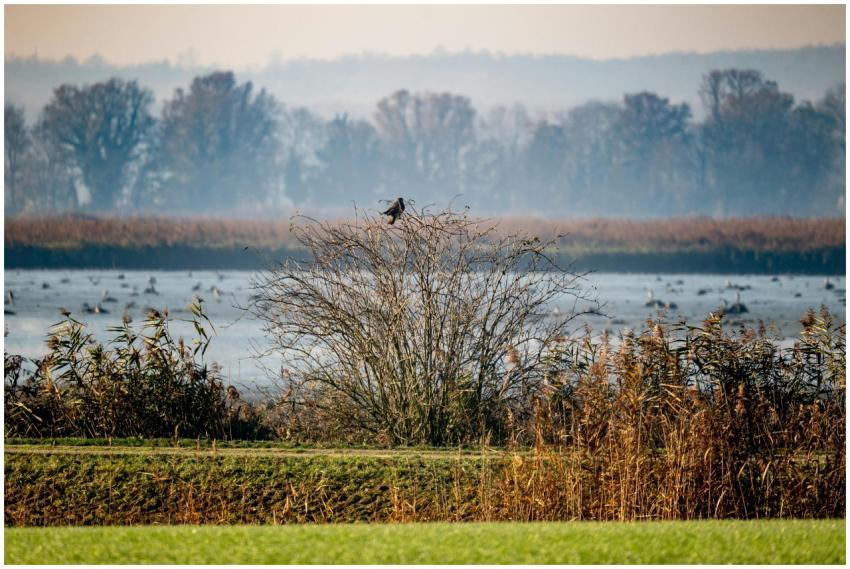 Serene Wetland Landscape Garesnica