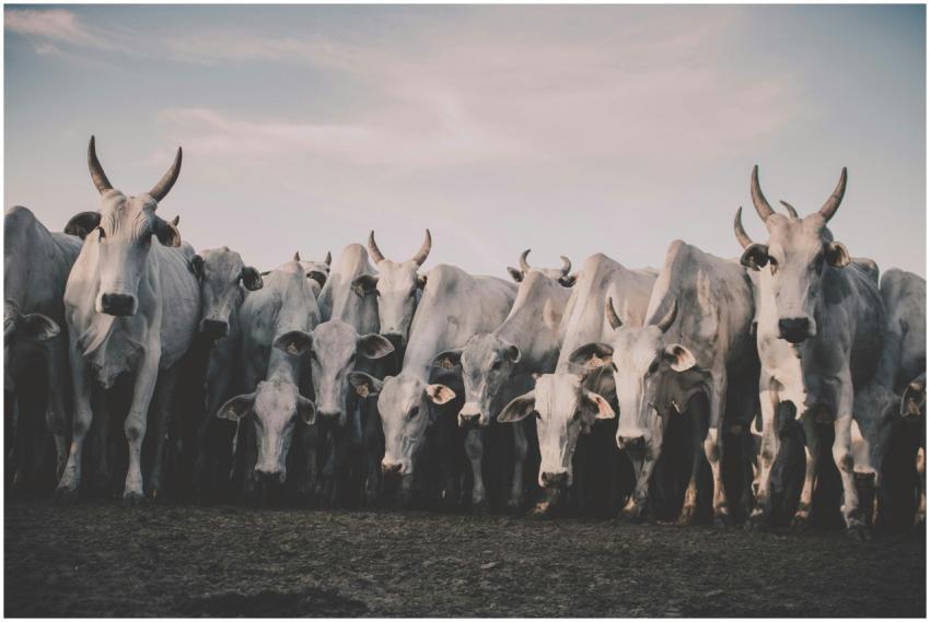A herd of white cows with prominent horns standing