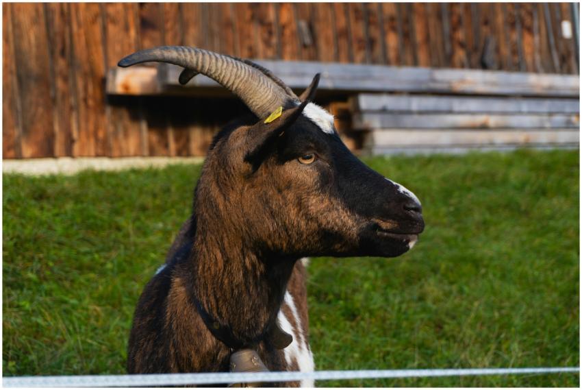 Free stock photo of allgÃ u, mountainrange, nature