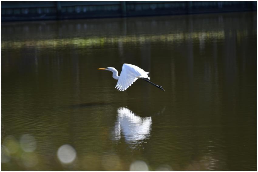 Majestic great egret flying over calm river with r