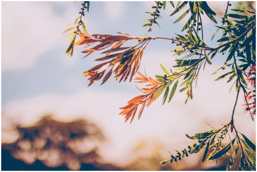 Close-up of colorful autumn leaves on a branch, un