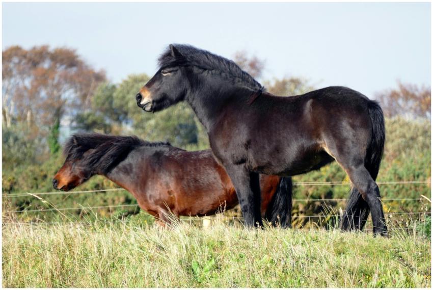 Two wild horses stand on a grassy field, showcasin