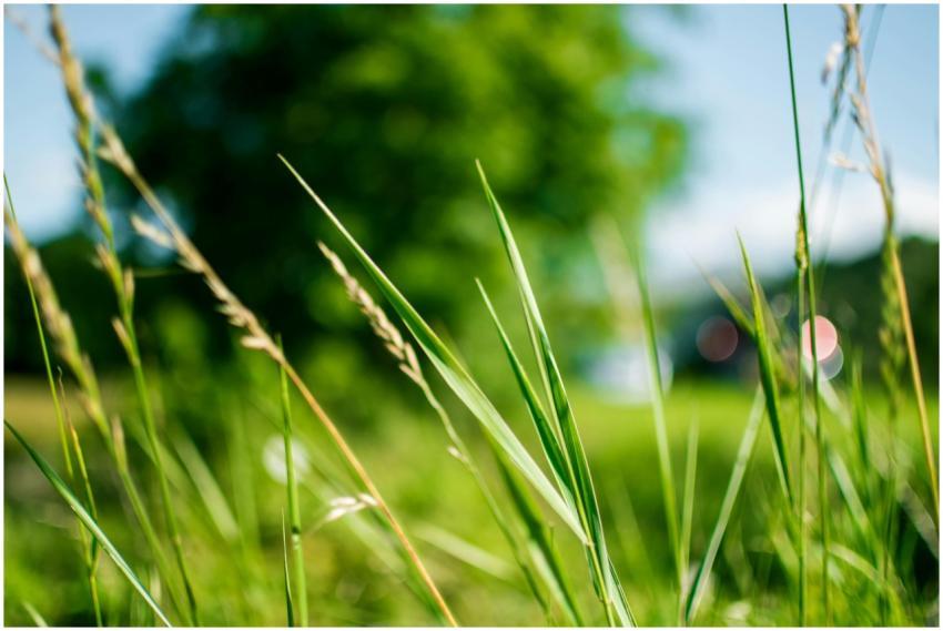 Macro image of vibrant green grass blades in focus