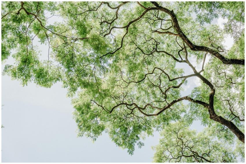 A bright summer view of tree branches and leaves a