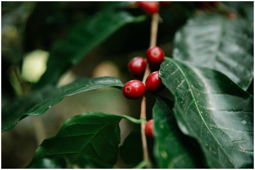 Detailed view of ripe red coffee cherries growing